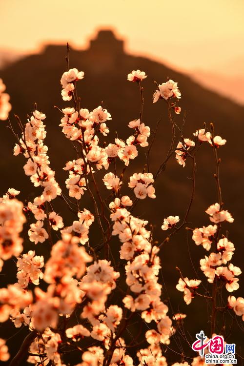 十万野山杏花开金山岭 中外宾客笑颜赞长城