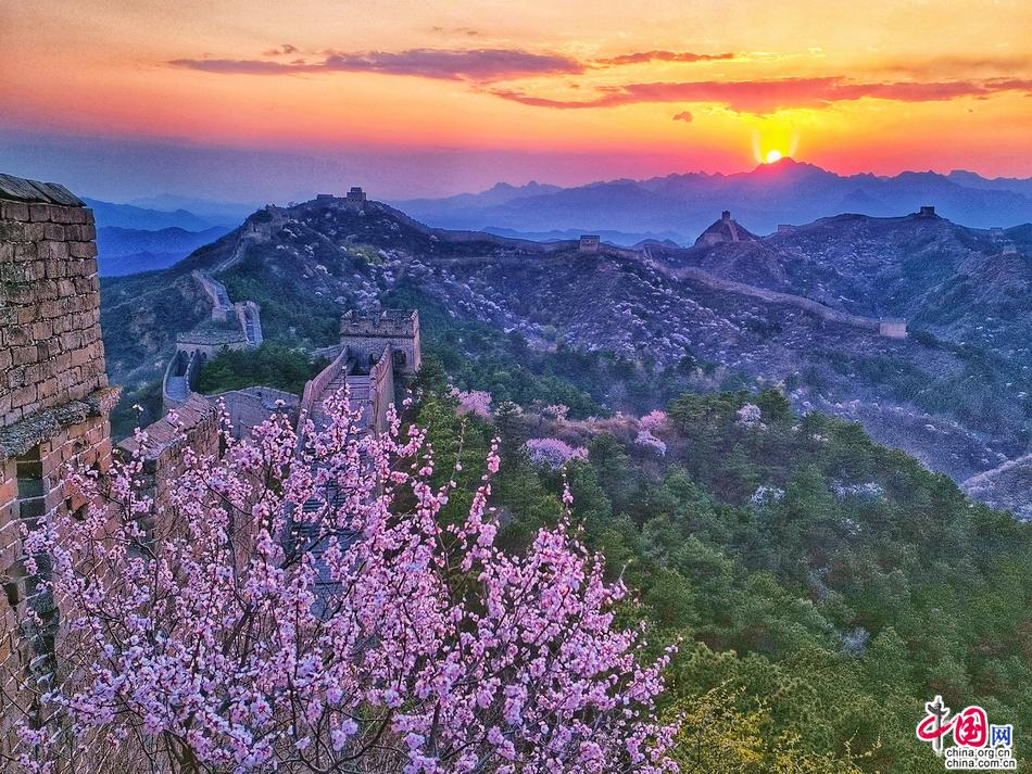 十万野山杏花开金山岭 中外宾客笑颜赞长城