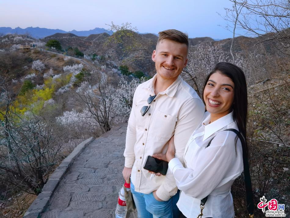 十万野山杏花开金山岭 中外宾客笑颜赞长城