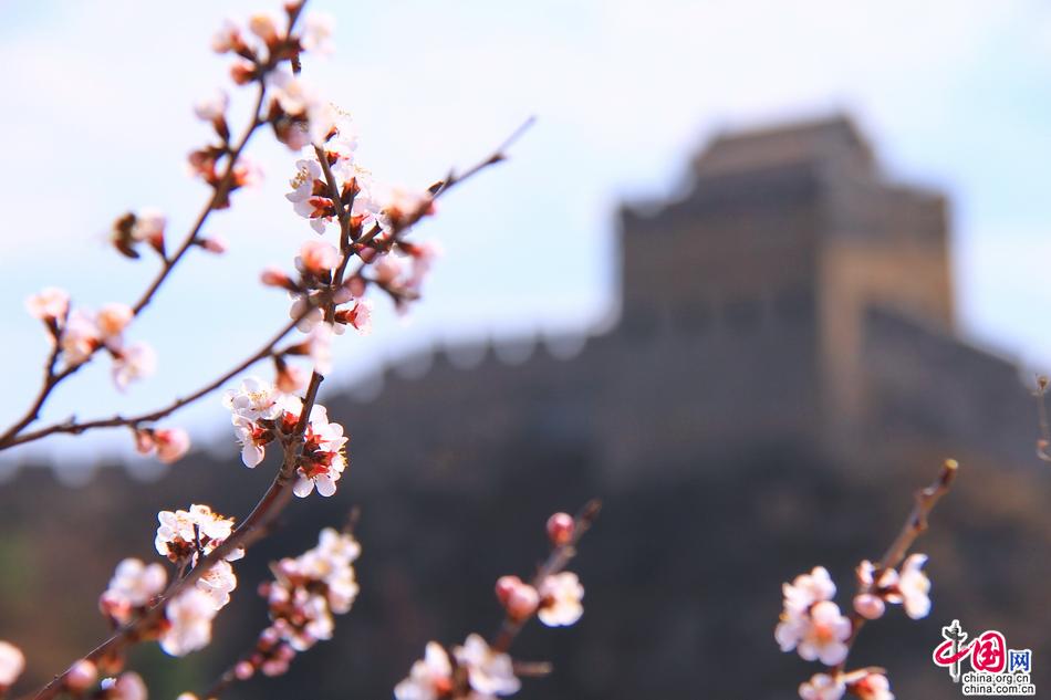 十万野山杏花开金山岭 中外宾客笑颜赞长城