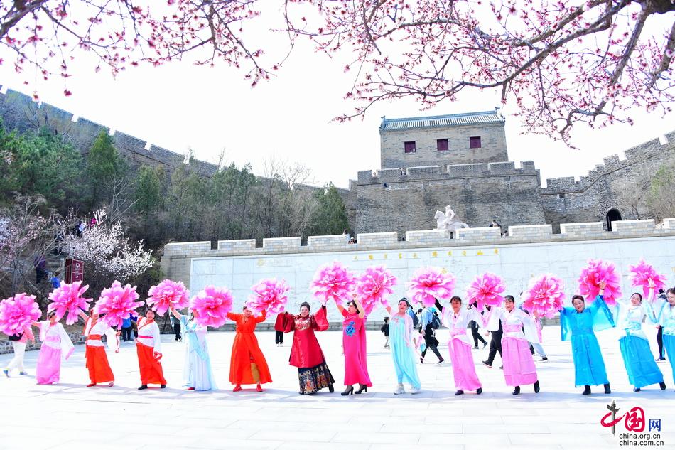 十万野山杏花开金山岭 中外宾客笑颜赞长城