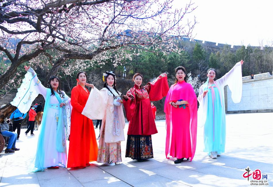 十万野山杏花开金山岭 中外宾客笑颜赞长城