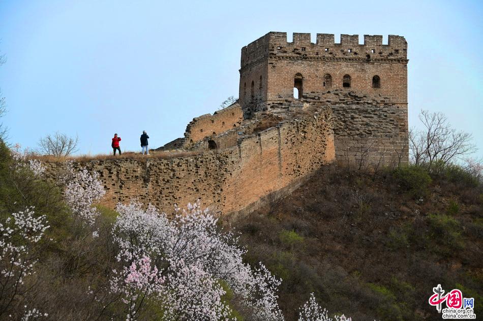 十万野山杏花开金山岭 中外宾客笑颜赞长城