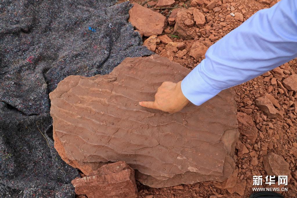 “恐龙舞池”现身福建上杭