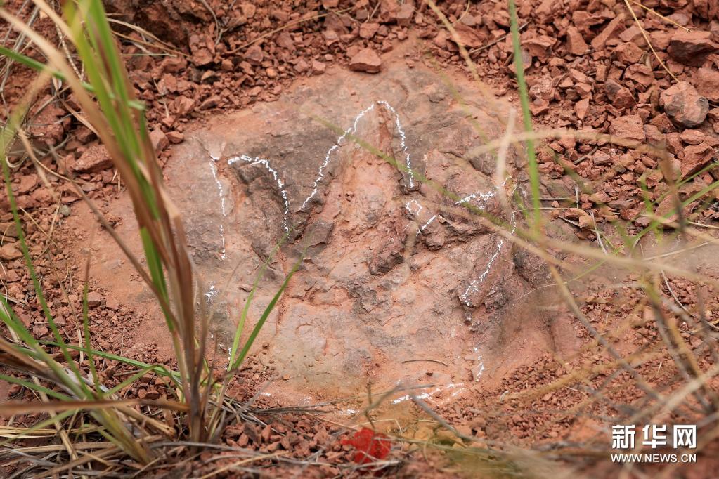 “恐龙舞池”现身福建上杭