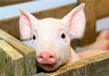 超级猪周期警示要抓好两大关键