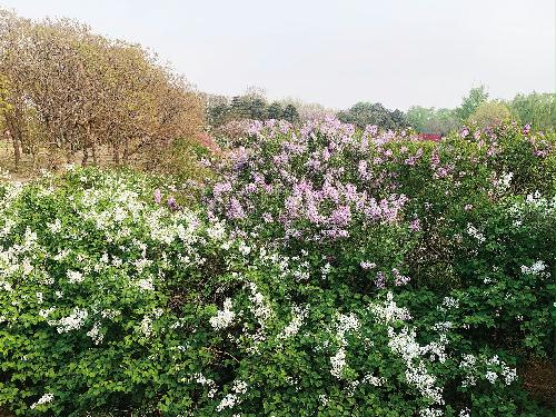 圆明园第二十六届踏青节开启
