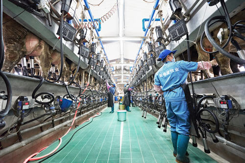 新乳业业绩双增长 三年翻番 ，一季度预计大幅超预期！