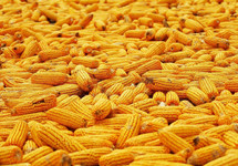 警惕玉米价格频繁波动影响产业链