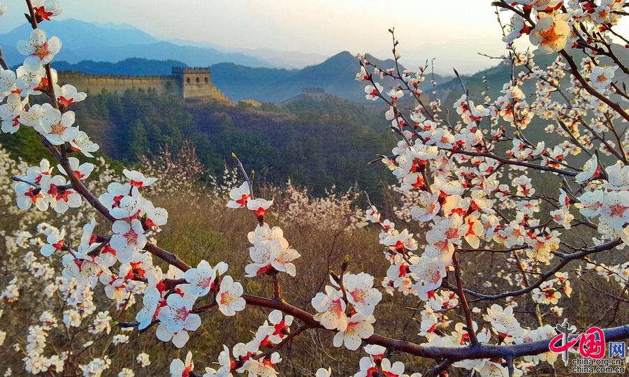 长城马拉松18日开跑 金山岭杏花美景再遇爱好者