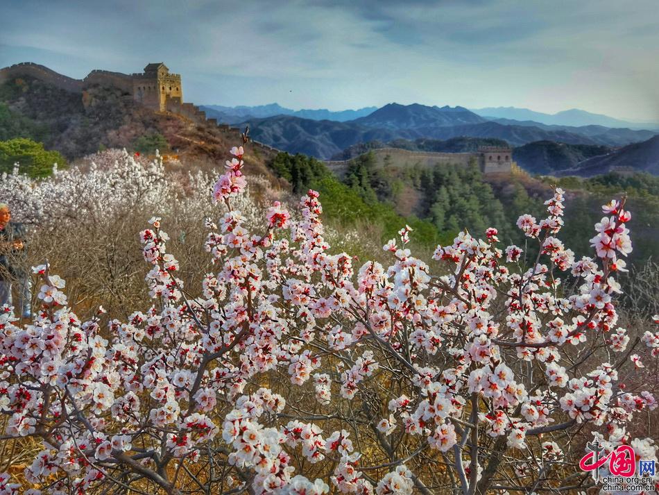 长城马拉松18日开跑 金山岭杏花美景再遇爱好者
