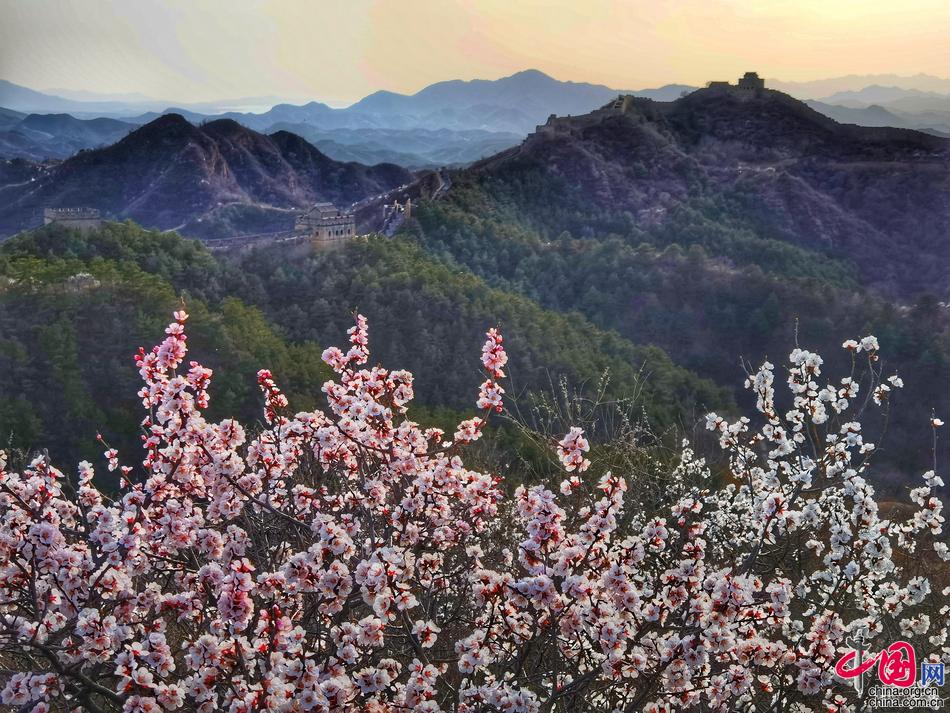 长城马拉松18日开跑 金山岭杏花美景再遇爱好者