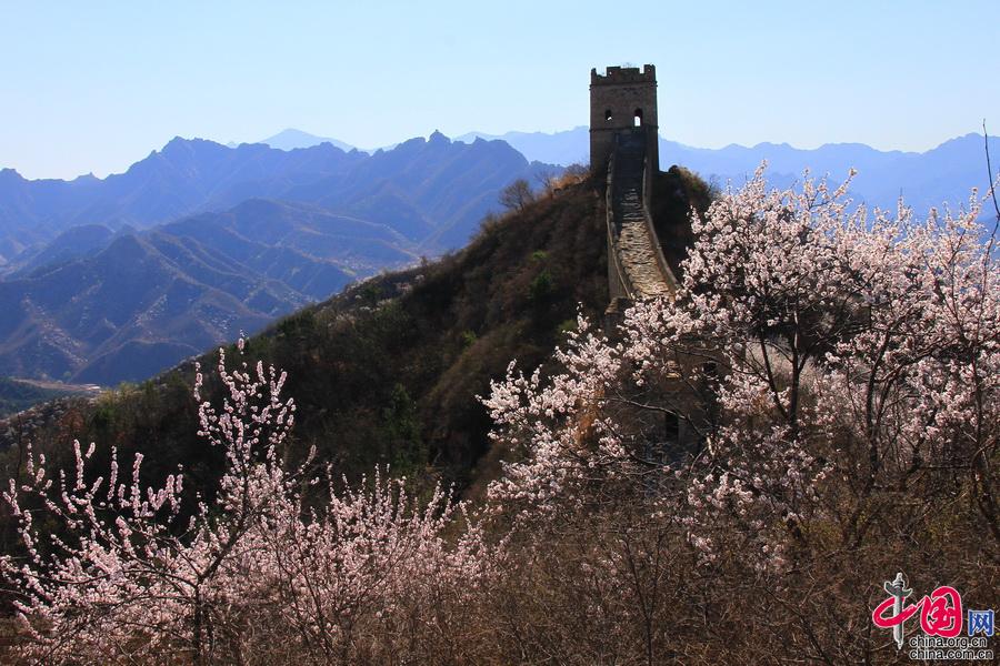 长城马拉松18日开跑 金山岭杏花美景再遇爱好者
