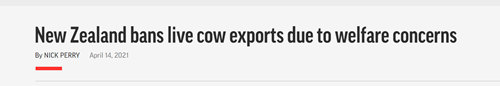新西兰发布种牛出口禁令，“缺牛”困扰新建牧场，奶价还要涨？