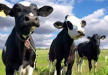 “绿色奶业”成为唐山乡村振兴一大支柱