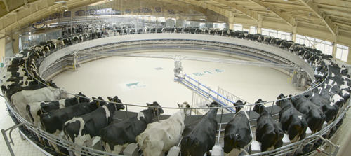 飞鹤拿下“北京市场销售第一” 获沙利文权威认证