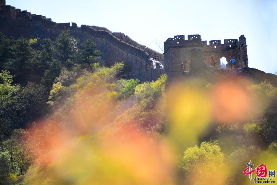 9岁男孩第12次跑马拉松 挑战最难长城马拉松