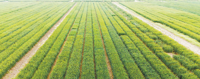 确保全年粮食产量保持在一点三万亿斤以上 抓好春耕春管 夯实丰收基础