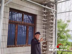 陕西省富平县：干“柿”业发“羊”财 建设美丽乡村