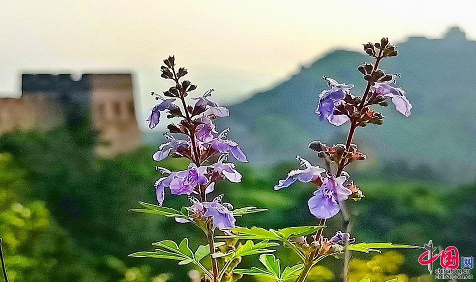 五一推荐:摄影师镜头下的金山岭长城(组图)