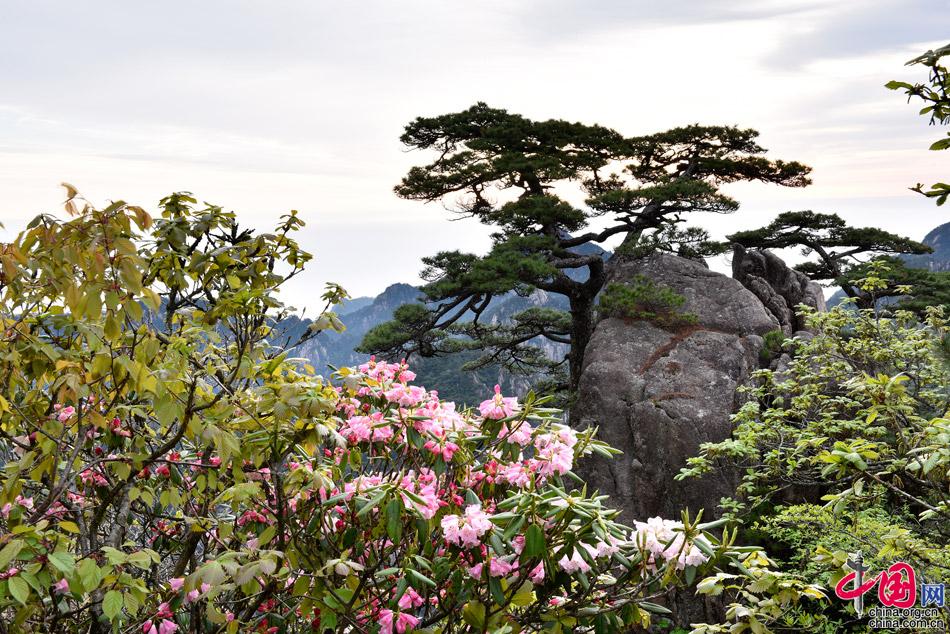 五一旅游推荐：黄山摄影师撰写的旅游攻略(图)