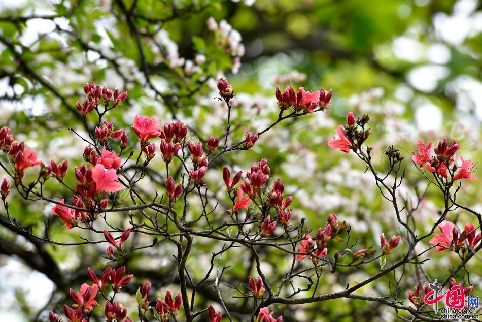 五一旅游推荐：黄山摄影师撰写的旅游攻略(图)
