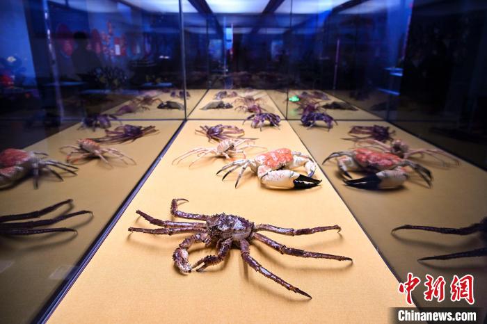 《虾兵?蟹将》展览现场陈骥旻摄