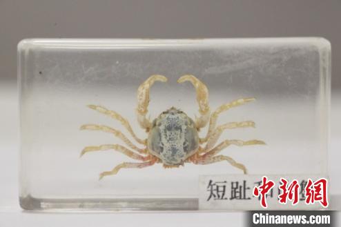 和尚蟹(资料图)广东省博物馆供图摄