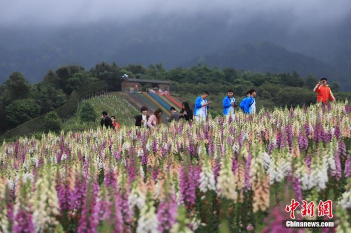 资料图：游客徜徉花海。 马佳欣 摄