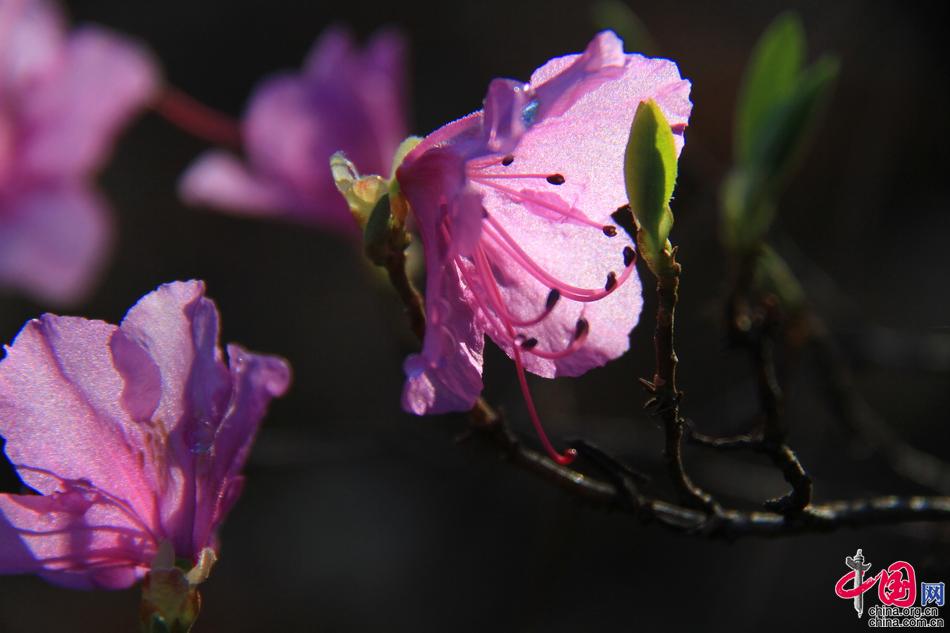 五一逃离人海赴最佳目的地 五月金山岭长城很美
