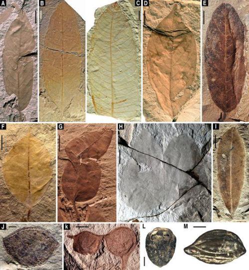 漳浦生物群的代表性植物化石。中国科学院南京地质古生物研究所供图南古所供图摄