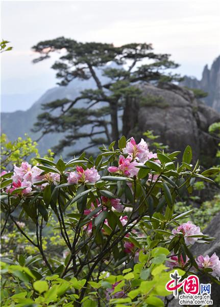 安徽黄山：花开正好美景俏 风光正妖娆（图）