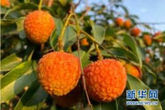 中国品牌日 广东喊全国人民吃荔枝