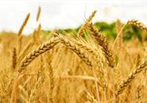 新麦即将上市：市场价格将呈何走势？