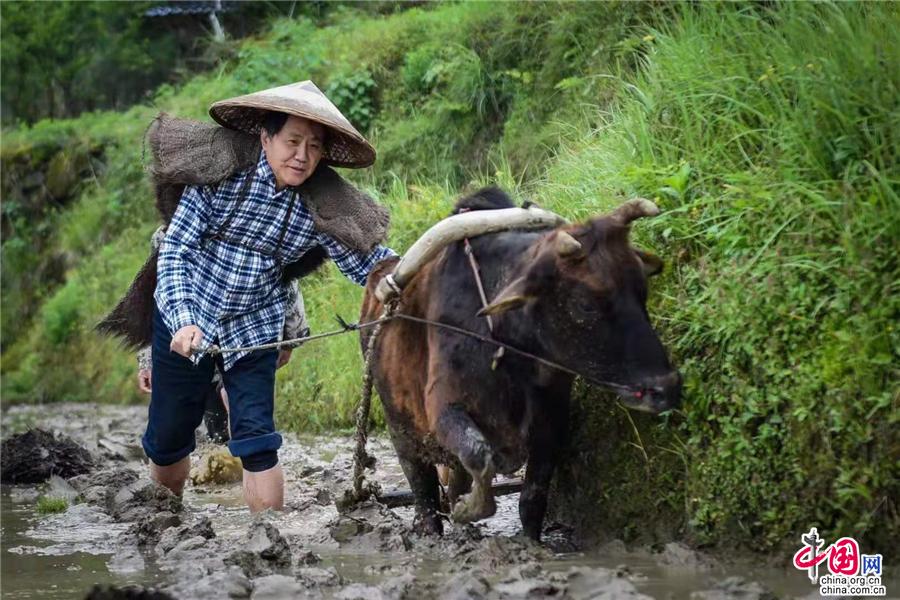 湖南溆浦：山背花瑶梯田美如画（组图）