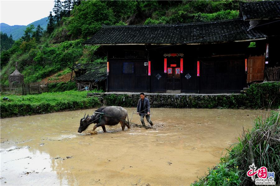 湖南溆浦：山背花瑶梯田美如画（组图）
