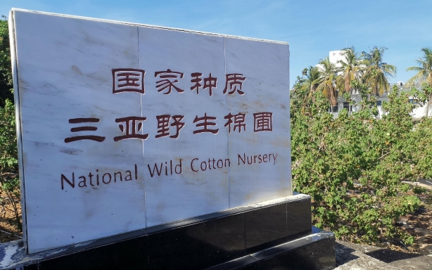 位于海南三亚的野生棉种质圃，保存着来自全球的700多种野生棉，占全部野生棉种类的三分之二。新京报记者 周怀宗 摄