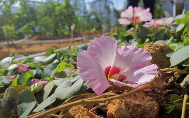 这种匍匐在地上的棉花，是一种名叫圆叶棉的野生棉。没人能说清它为何长成这样，或许是因为久远的过去它曾长在大风区域，所以总是伏低着身躯。新京报记者 周怀宗 摄