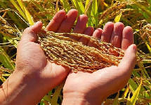 节粮先减损 粮食产后损失如何减少