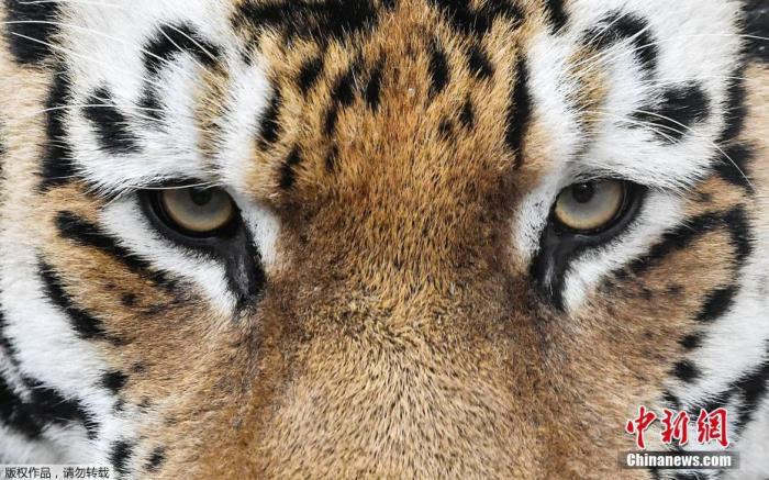 资料图：老虎。