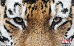 俄居民偶遇阿穆尔虎投喂肉食 专家：太危险了！