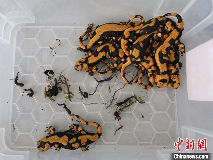 北京海关首次在快件中截获寄自境外活体火蝾螈