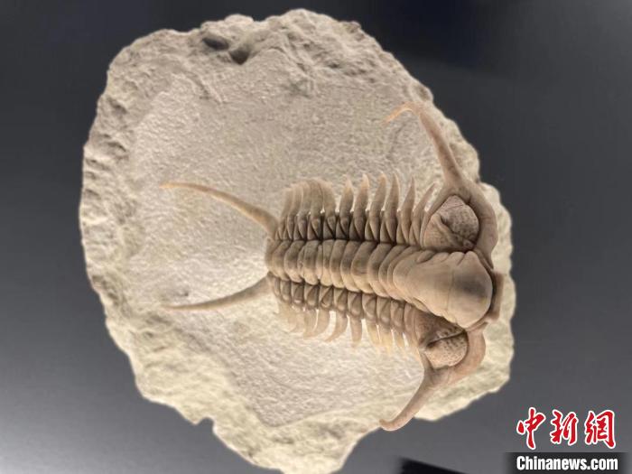 图为一块古生物化石。　缪超摄