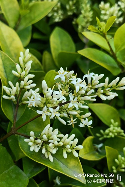 OPPO Reno6 Pro上手体验：AI焕采美妆全面升级 让人看到最美的你