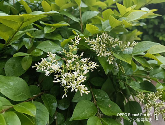 OPPO Reno6 Pro上手体验：AI焕采美妆全面升级 让人看到最美的你