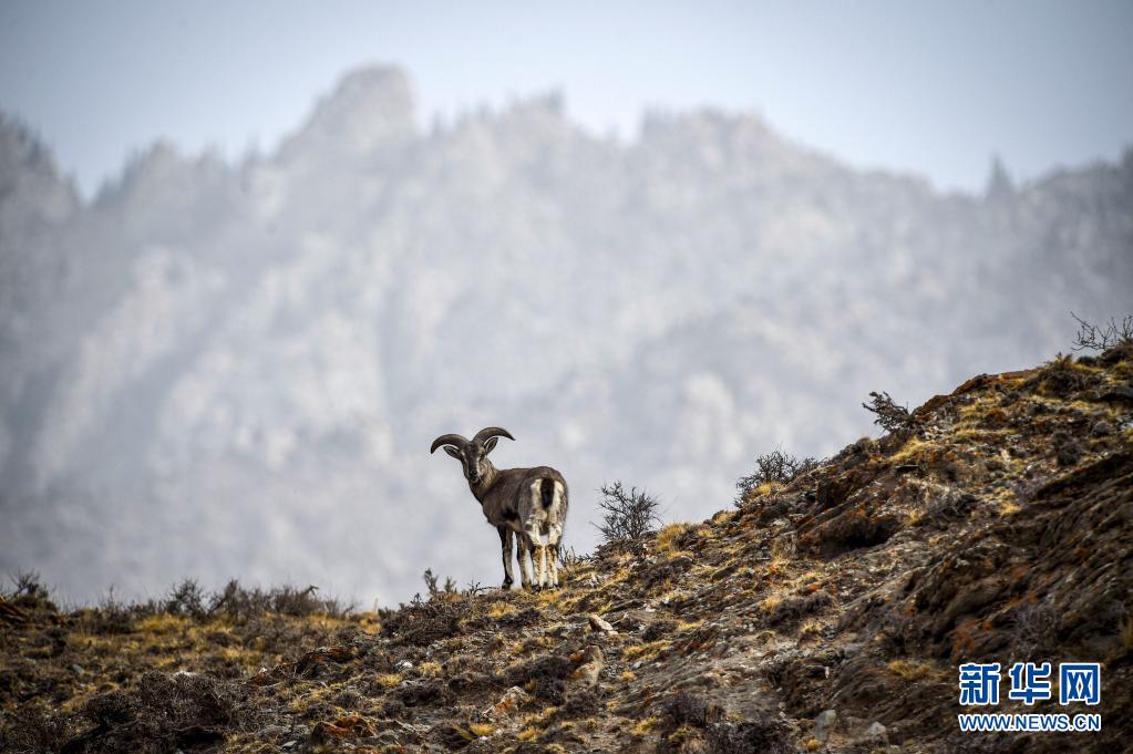 奋斗百年路 启航新征程·神州巡礼丨宁夏：跨越千年贫困 向“新”加速先行