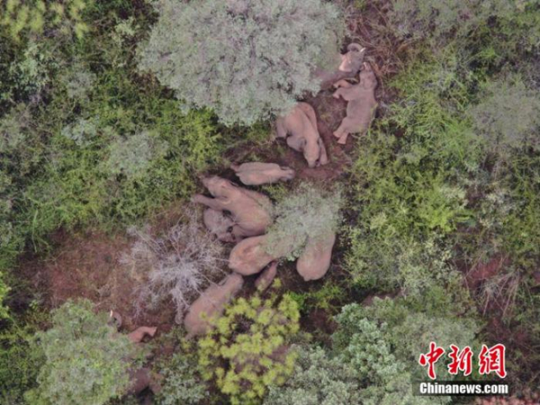 云南北迁象群持续在玉溪易门小范围迂回活动