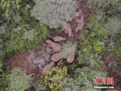 云南北迁象群持续在玉溪易门小范围迂回活动