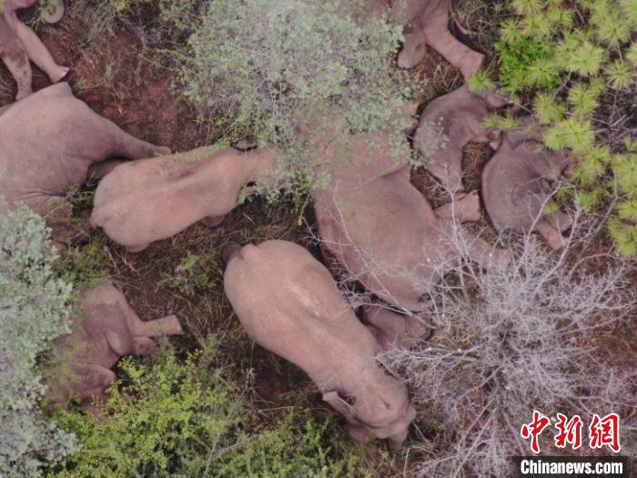 云南北迁象群总体向西南迁移人象平安