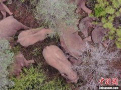 云南北迁象群总体向西南迁移 人象平安